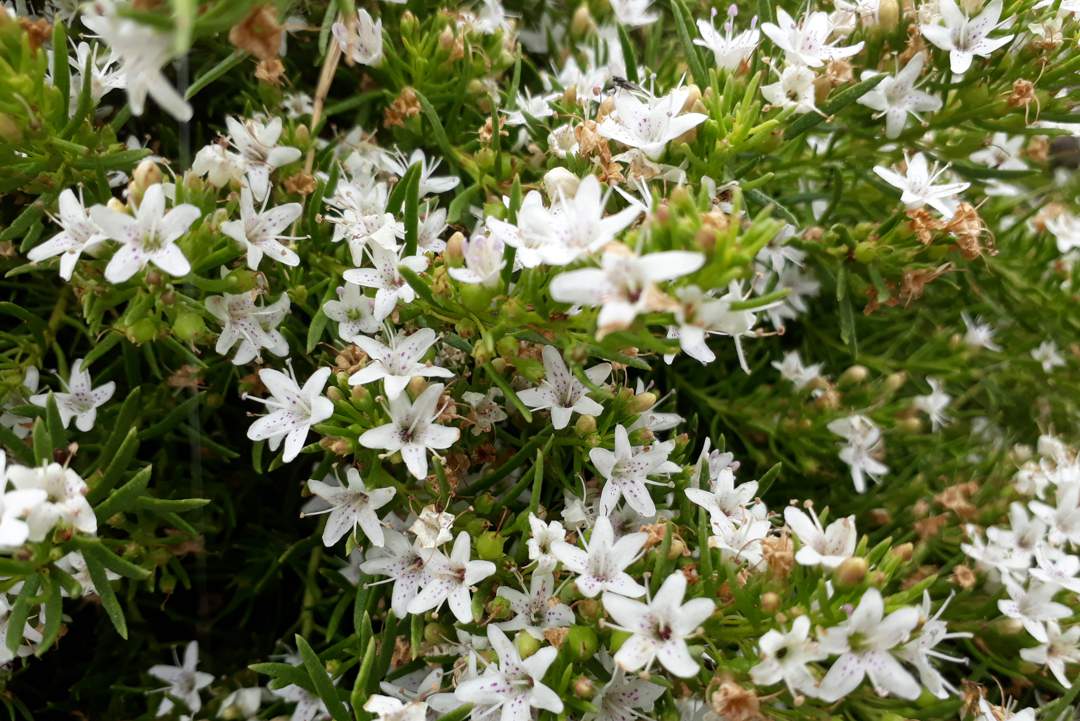 myoporum parvifolium white creeping boobialla