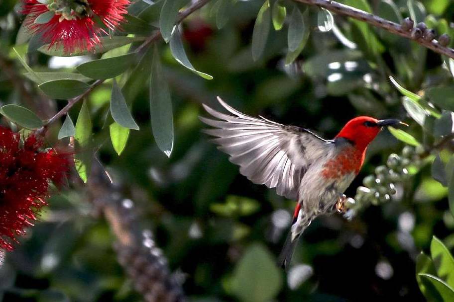Attract Native Birds to Your Garden