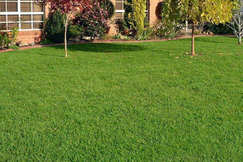 Lawn Types For Dry Climates