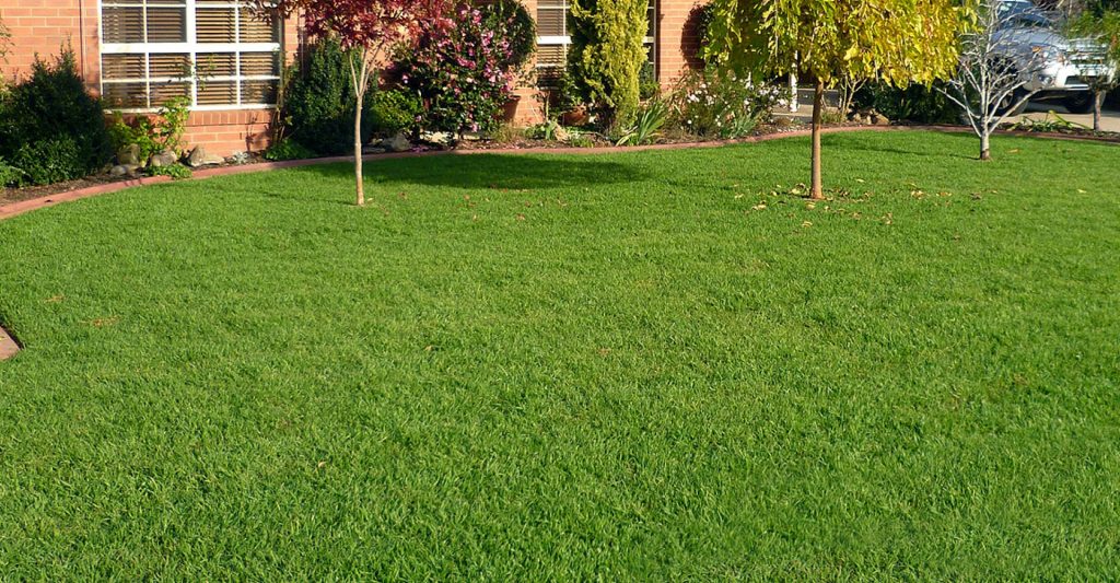 Lawn Types For Dry Climates